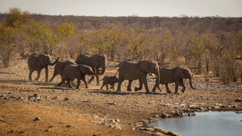 四月赞比亚六日游，探索野生动物与壮丽风景