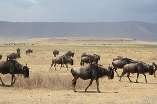 四月赞比亚六日游，探索野生动物与壮丽风景