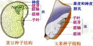 王不留行籽耳贴减肥部位图:瘦身必备的指南! 王不留行籽耳贴减肥部位图:瘦身必备的指南!