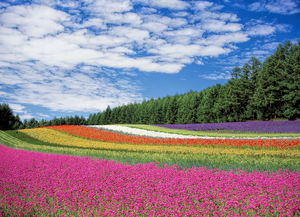 六月北海道七日游，尽享自然美景！