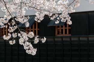 四月日本六日游攻略：探索樱花盛放的神秘之旅