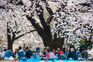 四月日本六日游攻略：探索樱花盛放的神秘之旅