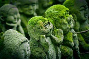 三月京都旅游，最佳时节等你来