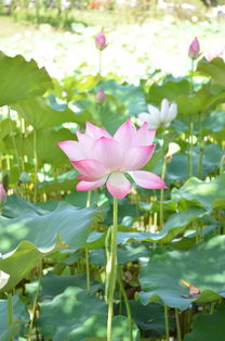 五月东京自驾游，花样盛开，美不胜收！