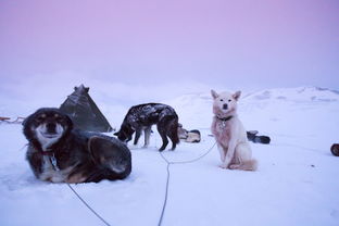六月阿拉斯加七日游，探索北极奇观！