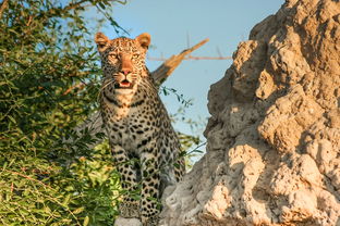 八月南非自驾游攻略：探索野生动物园与壮丽风景，尽享非洲大陆的奇妙之旅