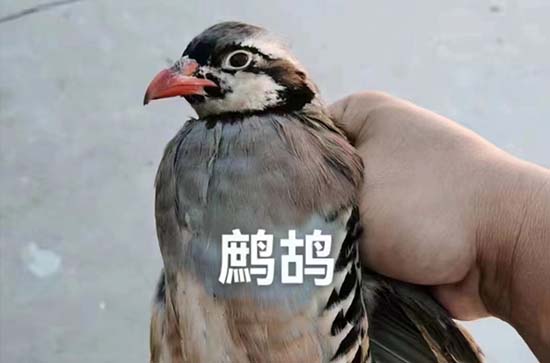 怎么炖鸽子汤