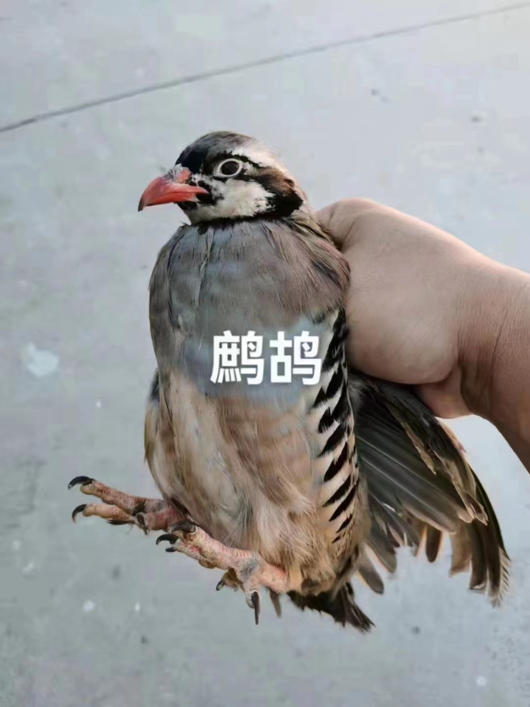 怎么炖鸽子汤