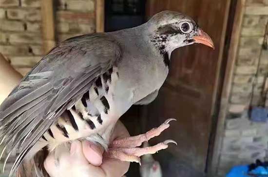 怎么炖鸽子汤