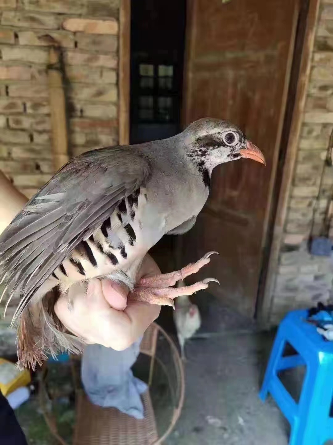 怎么炖鸽子汤