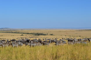 八月赞比亚五日游，探索非洲野生奇观！