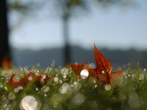 五月加拿大七日游推荐：迷人的枫叶季，尽情畅游大自然！