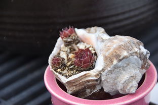 一月意大利夏令营费用(意大利夏令营费用一月全包,带你探索美食与文化!) 一月意大利夏令营费用(意大利夏令营费用一月全包,带你探索美食与文化!)