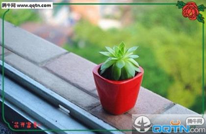 有植物名称的谚语