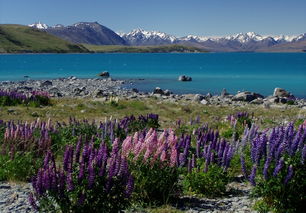 五月新西兰五日游：玩转绝美风景