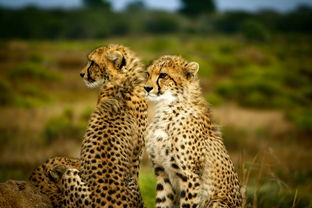 七月份肯尼亚六日游怎么样？惊艳非洲大草原，尽享野生动物奇遇！