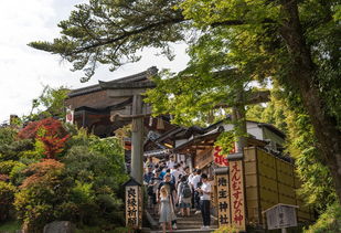 八月京都五日游，探寻夏日古都魅力！