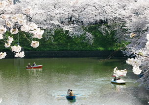 五月份仙本那七日游注意什么：畅游樱花海，尽享自然奇迹！