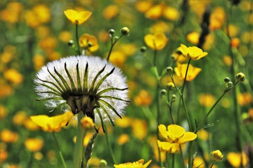2023春节简短的祝福语顺口溜
