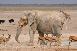七月份肯尼亚六日游好玩吗？探索非洲野生动物与壮丽风景，尽享绝美自然奇观！