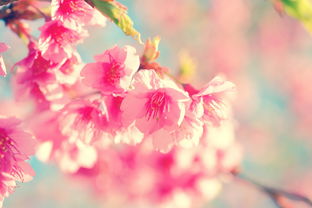 三月韩国七日游：探索韩国之美，畅享春日花开