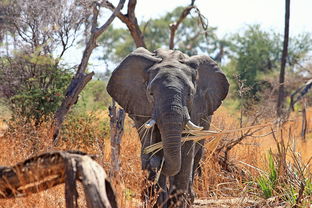 八月南非自驾游费用：探索野生动物，感受大自然的魅力！