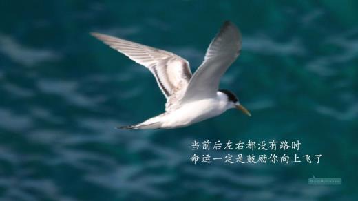 qq新年祝福语2023