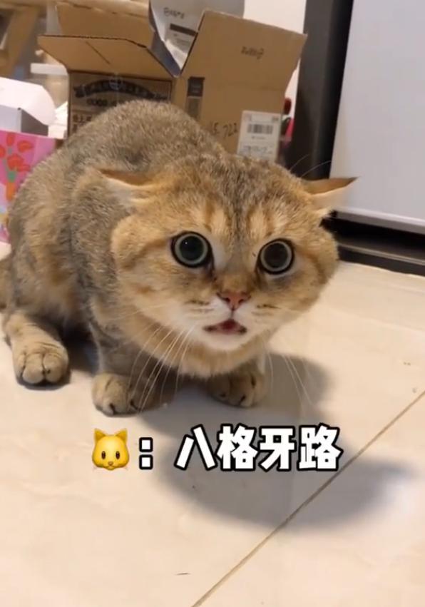 一开口就是大佐级别的是什么梗,骂别人大佐是什么意思? 本文共(1628字)