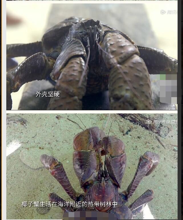 椰子蟹为什么不能人工养殖,椰子蟹在水里会被淹死吗? 本文共(1122字)