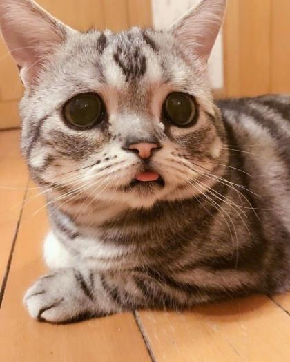 朋友圈短语说说带图片