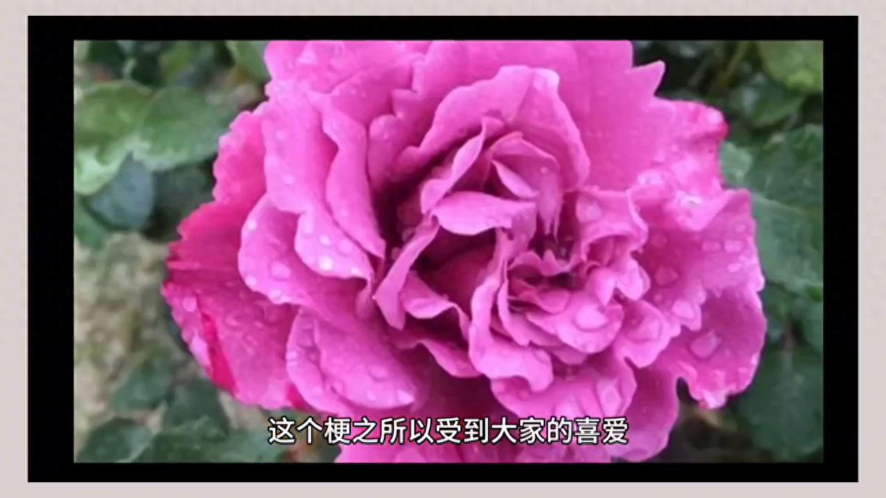“你月季饿了”是什么意思?