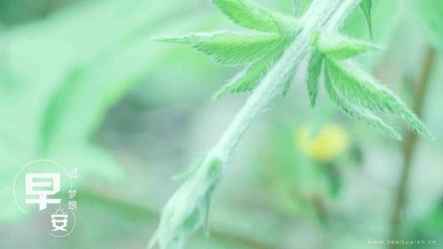 表达人间深情的句子