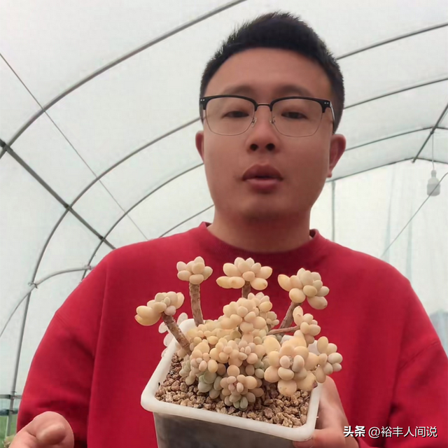 突传噩耗!36岁网红“林芝家多肉”不幸去世,大棚内烧炭导致中毒