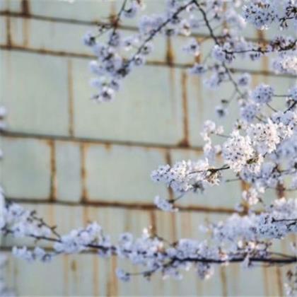 拟人手法写梅花句子