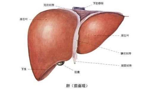 林正英为什么死的那么早?为什么英叔死后葬在美国并用佛教方式葬 本文共(1005字)
