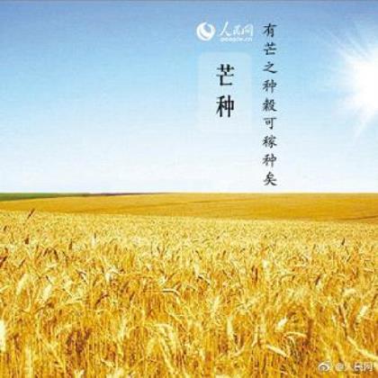 形容叶子的句子唯美