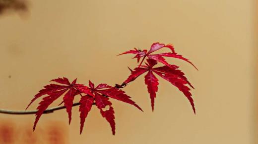 欢乐颂2樊胜美经典台词