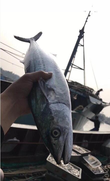 液氮速冻鱼复活原理是什么,活鱼直接冻冰箱里保鲜可以吗? 本文共(847字)