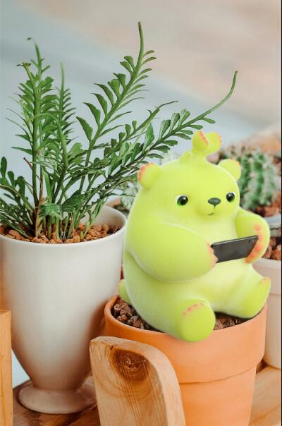 抖音萌芽熊是什么多肉植物(多肉萌芽熊图片大全)