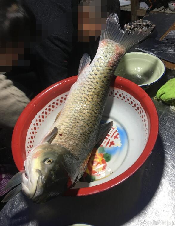 什么鱼可以做烤鱼吃,烤鱼是开背还是开膛做? 本文共(1043字)