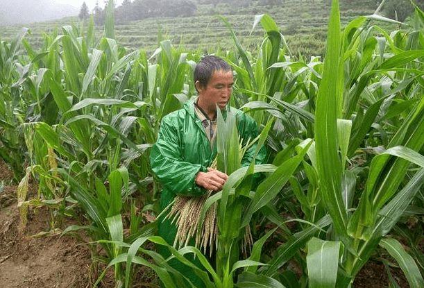 玉米男孩图片,玉米人恐怖图片(玉米男孩图片)