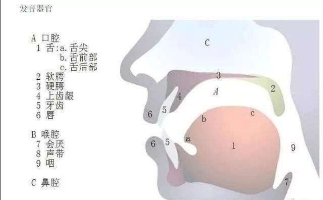 怎么用大牙唱歌_唱歌时怎样才能让胸腔共鸣变得更优美 怎么用大牙唱歌_唱歌时怎样才能让胸腔共鸣变得更优美 - 爱唱歌
