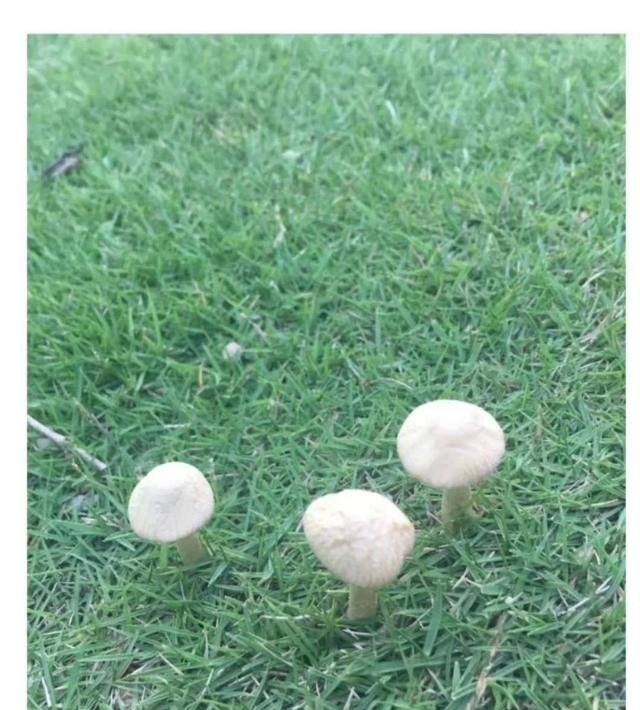 咧的读音是什么,唱歌技巧咧嘴音 咧的读音是什么,唱歌技巧咧嘴音 - 爱唱歌