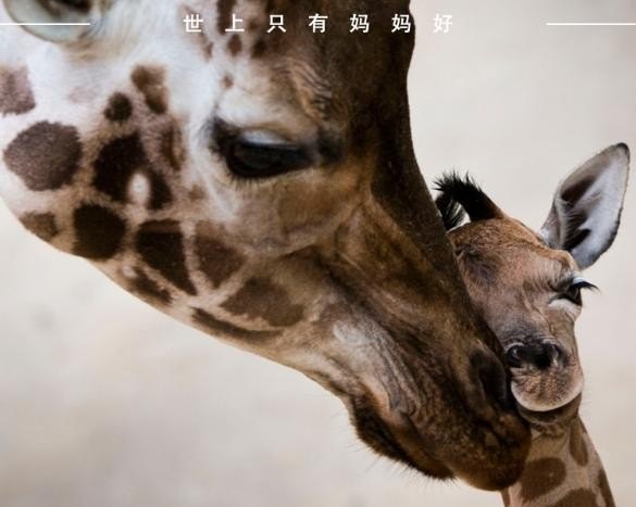 我有一个好妈妈儿歌表达了什么,我有一个好妈妈歌词 我有一个好妈妈儿歌表达了什么,我有一个好妈妈歌词 - 爱唱歌