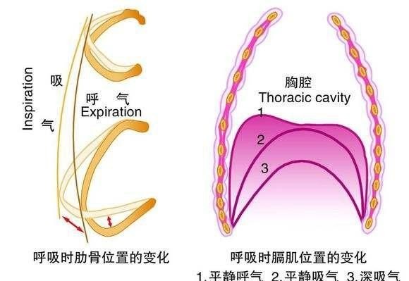 唱歌时怎么用胸腹发声_幼儿园的创造性歌唱活动有哪些方式 唱歌时怎么用胸腹发声_幼儿园的创造性歌唱活动有哪些方式 - 爱唱歌