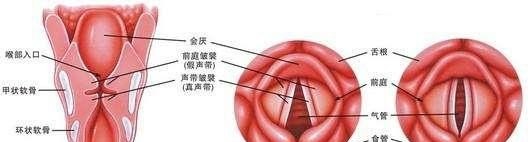 唱歌梗住脖子与脸红脖子粗青筋直暴有什么区别,唱歌脖子青筋技巧 唱歌梗住脖子与脸红脖子粗青筋直暴有什么区别,唱歌脖子青筋技巧 - 爱唱歌