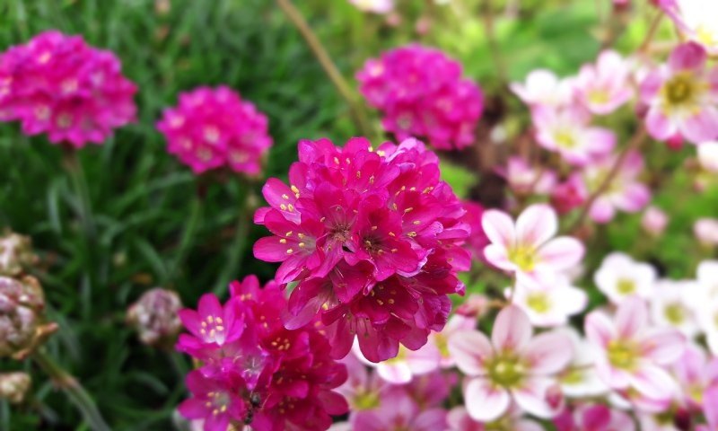 花儿是什么哪首歌,华语流行歌曲作词者是谁 花儿是什么哪首歌,华语流行歌曲作词者是谁 - 爱唱歌