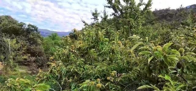 鹃之舞杜鹃为什么贵_舞婵娟是什么意思 鹃之舞杜鹃为什么贵_舞婵娟是什么意思 - 爱唱歌