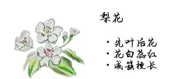 驿路梨花语中言描写的句子的赏析 驿路梨花语中言描写的句子的赏析 - 爱唱歌