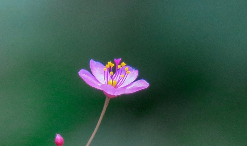 花有阴晴月有阴的全诗 - 爱唱歌